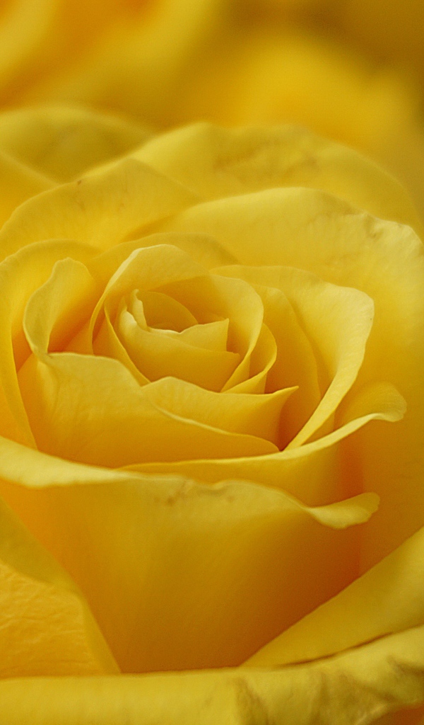 Нежная садовая желтая роза крупным планом