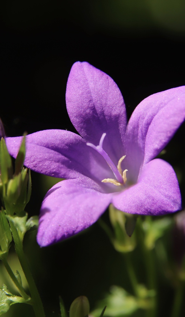 Нежный сиреневый колокольчик с бутонами крупным планом