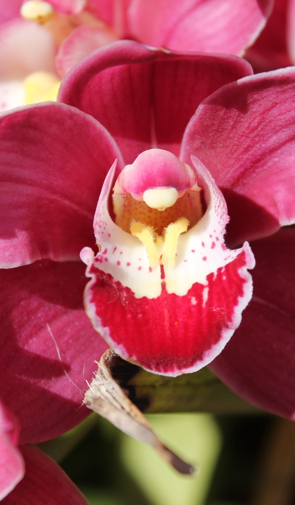 Нежный розовый цветок красивой орхидеи крупным планом