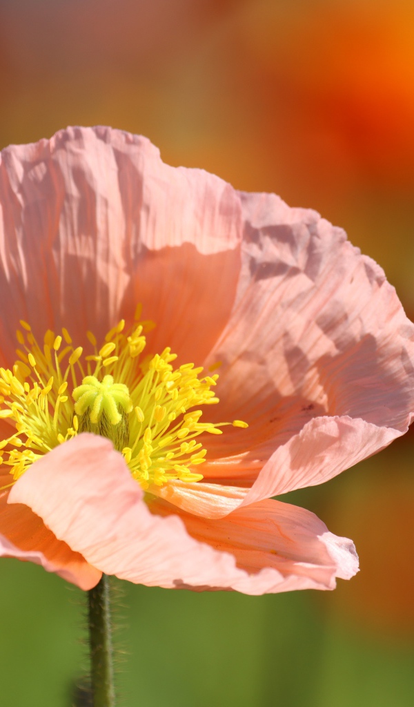 Нежный розовый цветок с желтой серединкой 