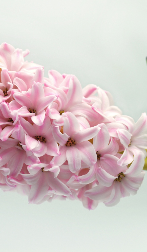 Нежный розовый цветок гиацинта на сером фоне