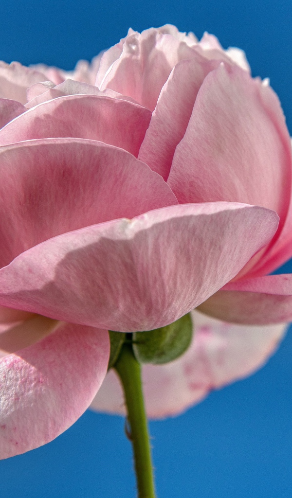 Нежная розовая роза на фоне голубого неба 