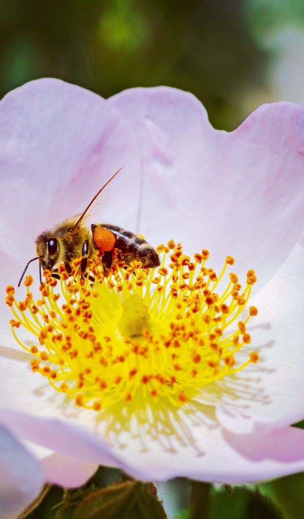 Нежный розовый цветок шиповника с пчелой