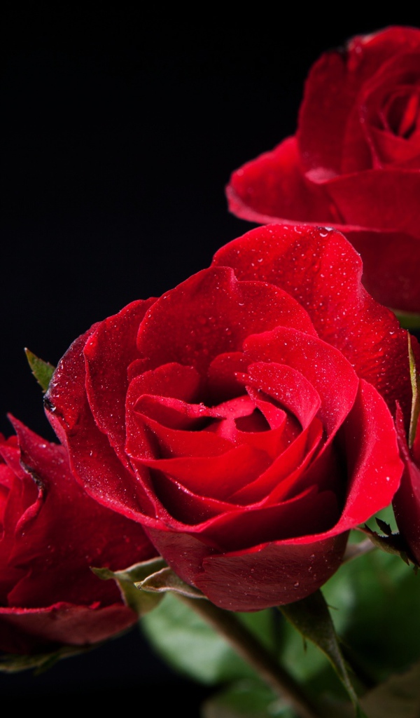 Нежные алые розы на черном фоне