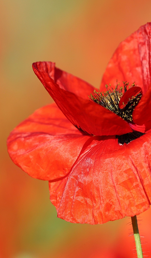 Нежные тонкие лепестки полевого мака