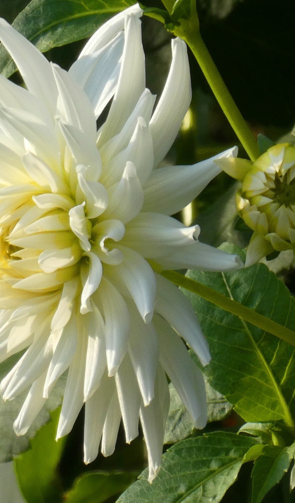 Нежная белая хризантема с бутоном на клумбе