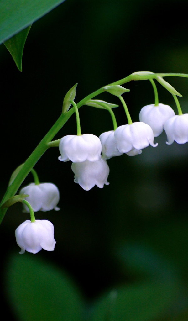 Нежные белые цветы ландыша крупным планом