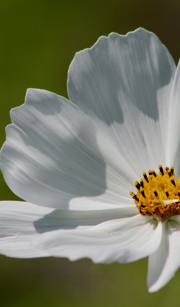Нежные белые лепестки цветка космеи 