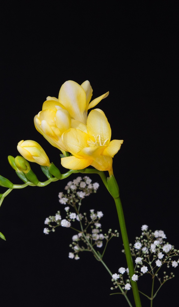 Нежный желтый цветок фрезии на черном фоне