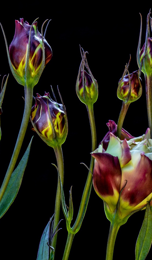 Цветы эустомы распускаются на черном фоне