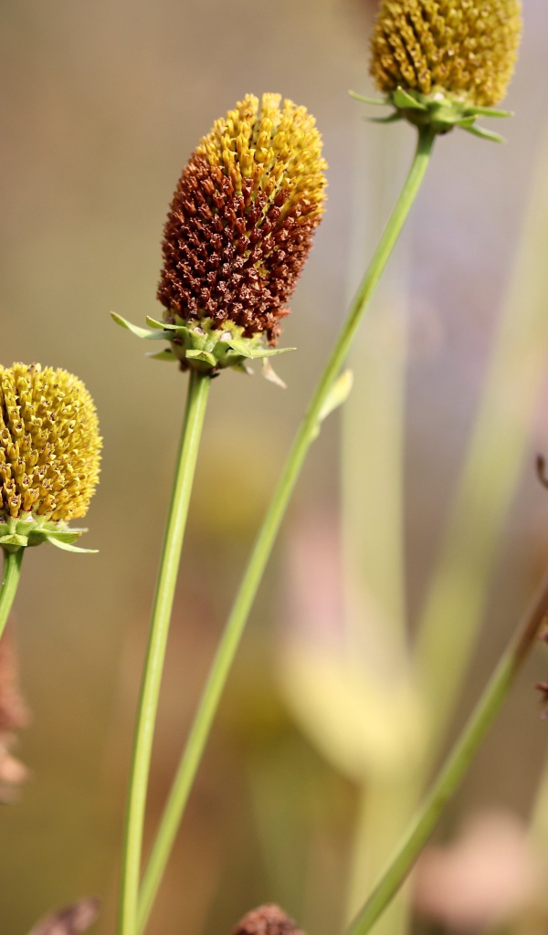 Отцветшие стебли цветков эхинацеи