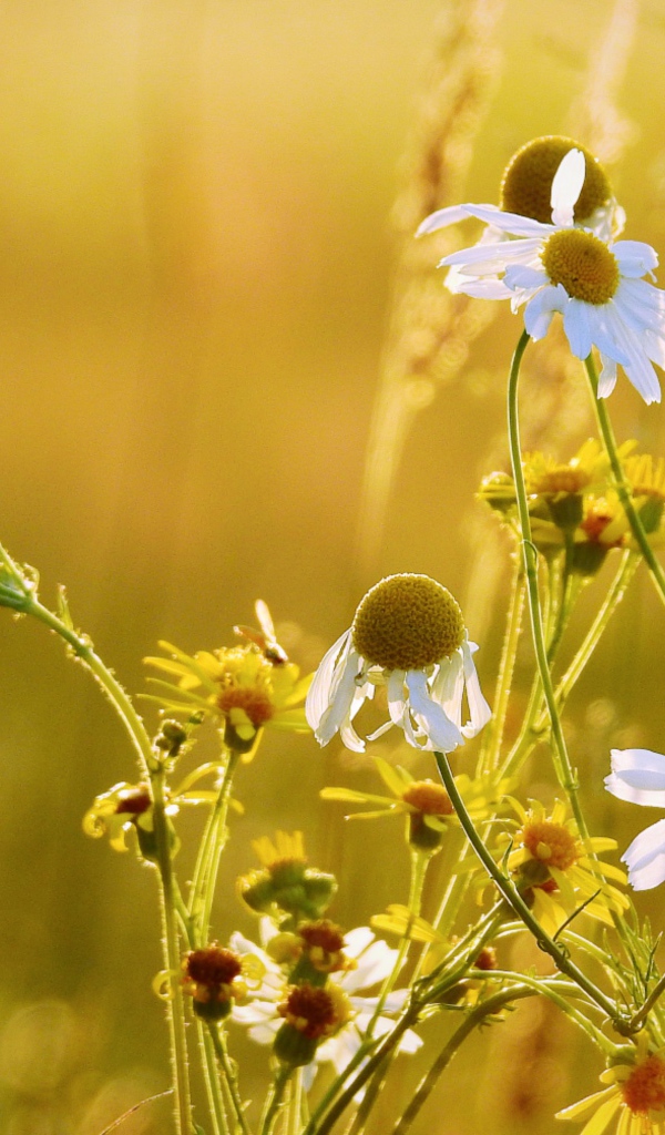 Полевые ромашки и желтые цветы на поле 