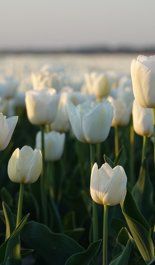 Поле белых тюльпанов в Амстердаме 