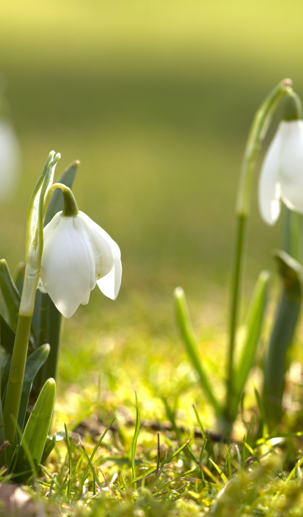 Первые белые весенние цветы подснежники