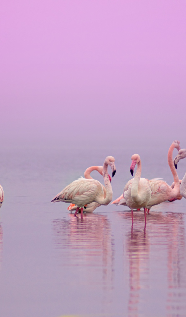 Flamingos in water on a pink background