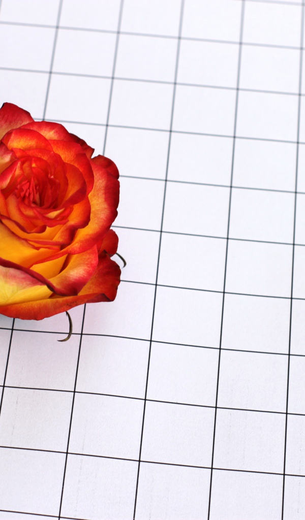 Цветок розы на клетчатой бумаге