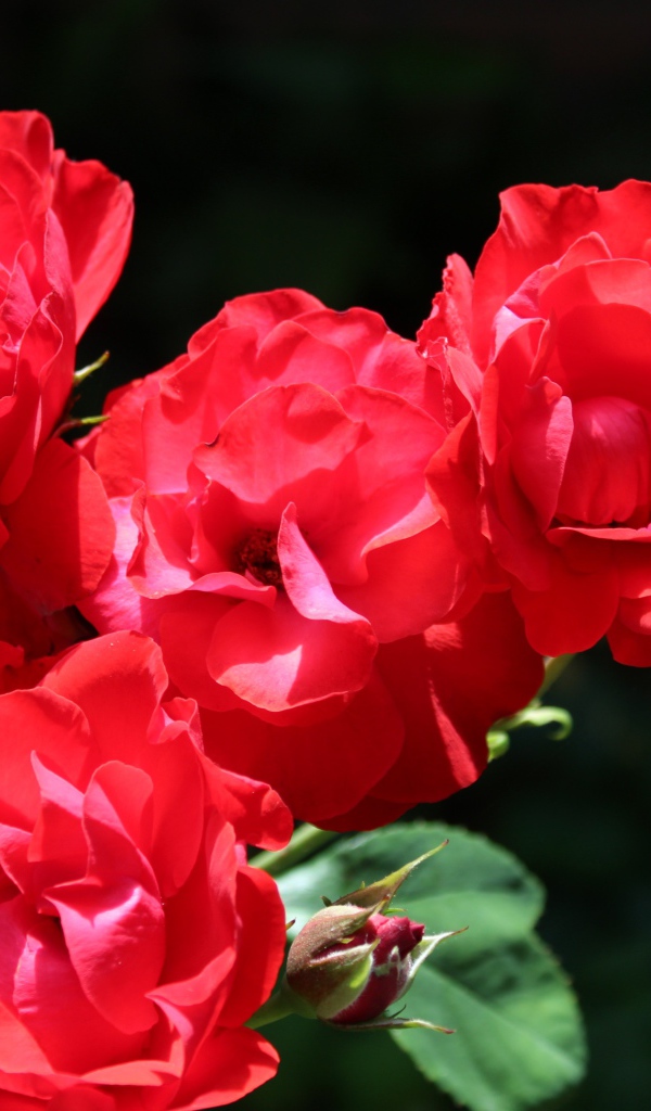 Четыре красные розы с бутонами на клумбе 