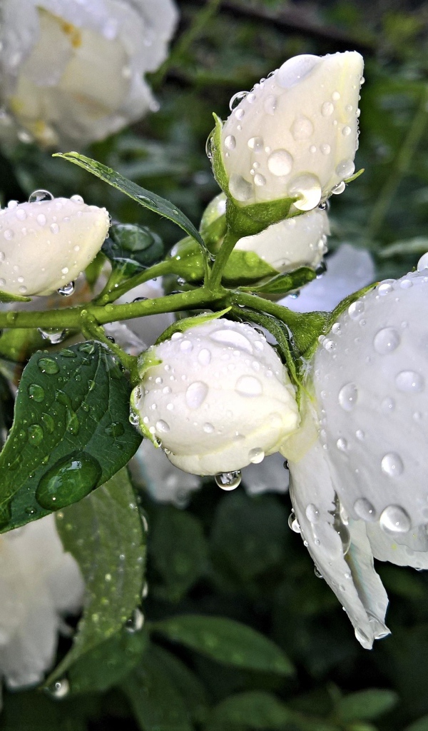 Ароматный цветок жасмина с бутонами после дождя