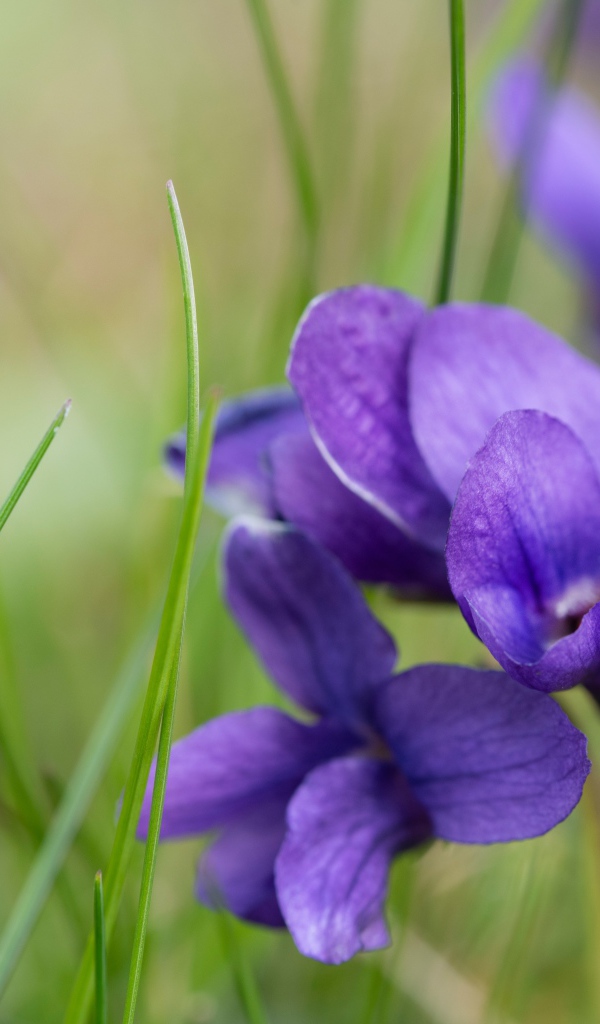 Ароматные фиолетовые цветы фиалки крупным планом