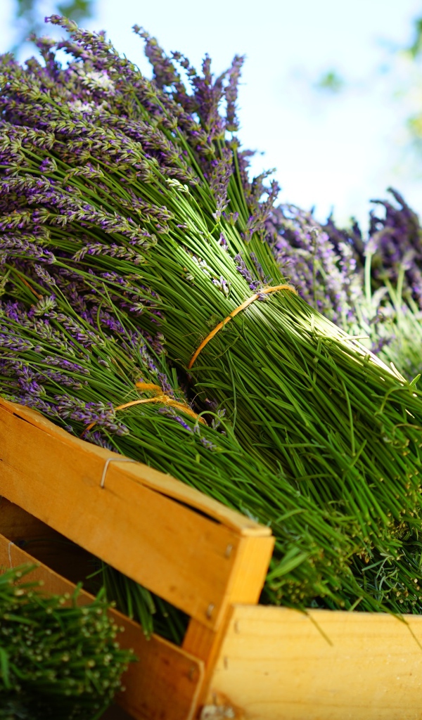 Свежие цветы лаванды в деревянном ящике