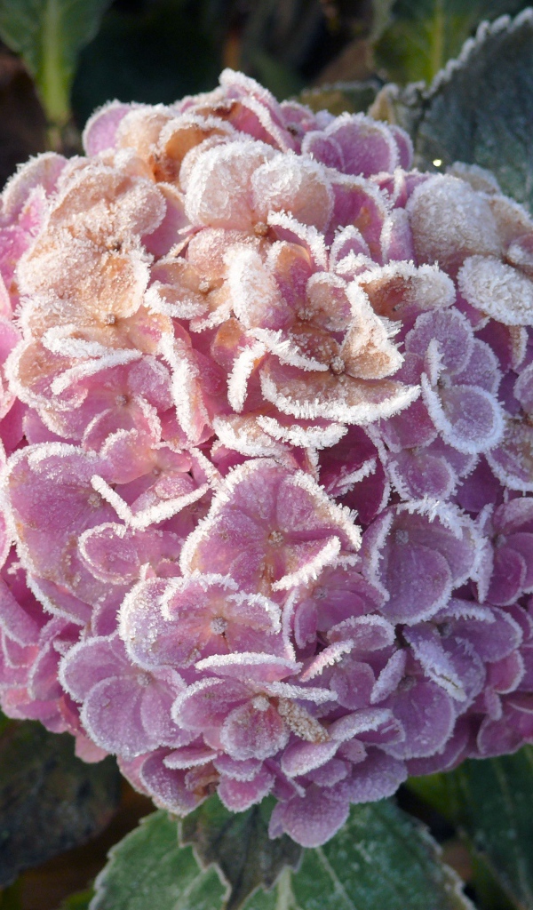 Покрытая инеем гортензия с зелеными листьями