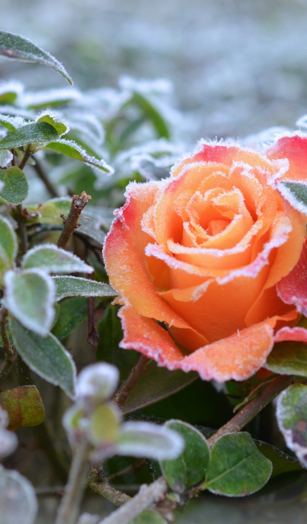 Покрытая инеем оранжевая роза с зелеными листьями