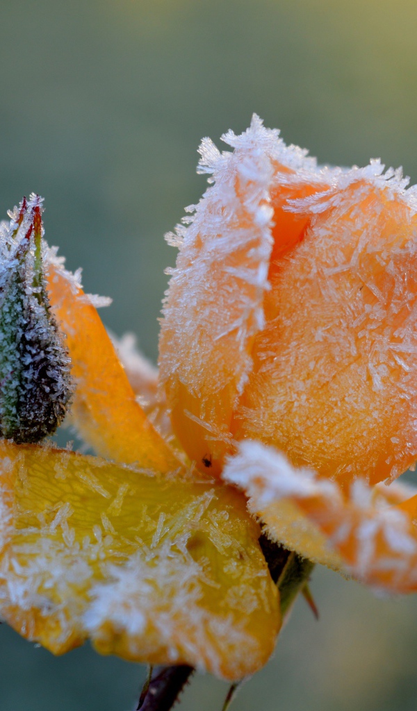 Покрытая инеем желтая роза с бутоном 