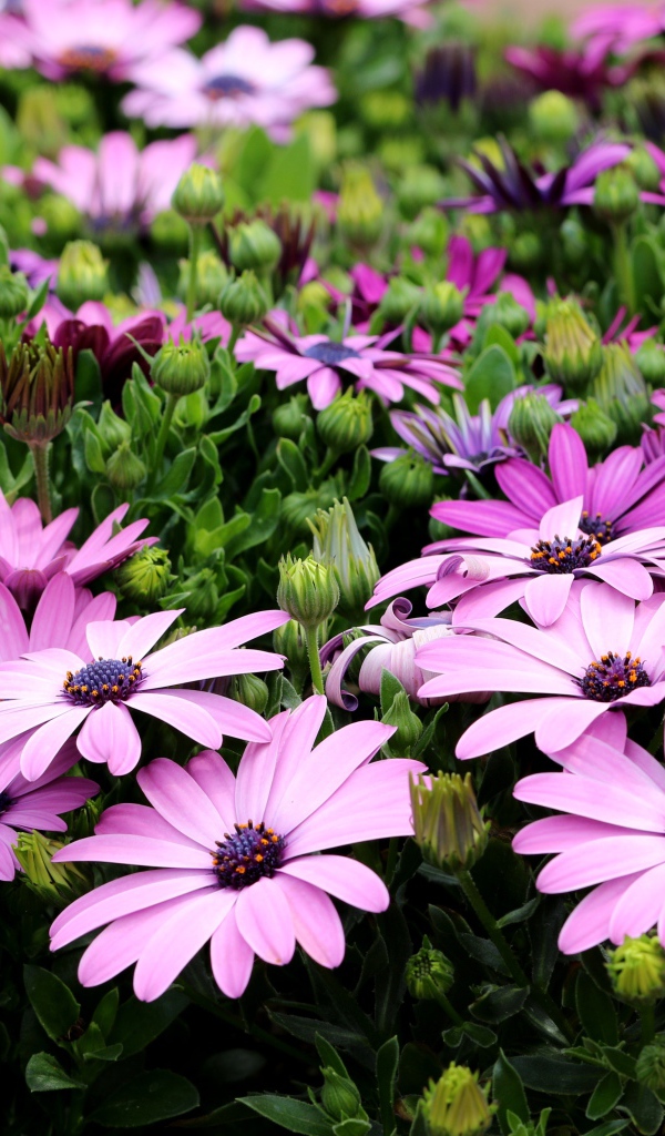 Садовые цветы Остеоспермум с бутонами