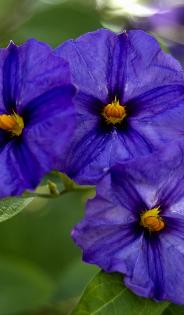 Куст цветов горечавки крупным планом