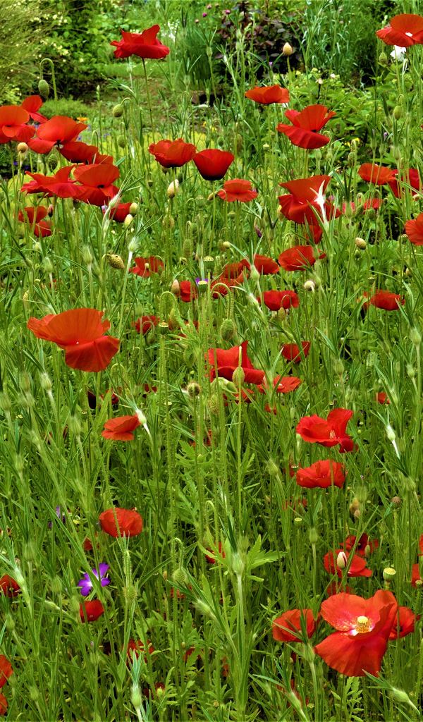 Поляна с красными маками в зеленой траве