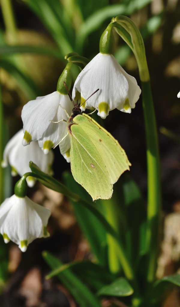 Зеленая бабочка сидит на белых подснежниках 