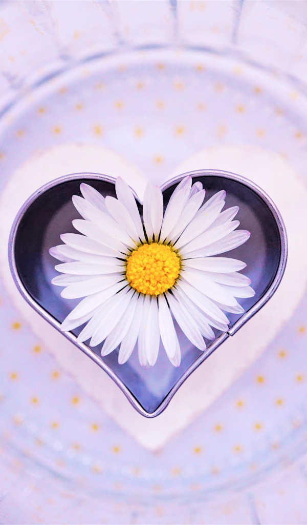 Сердце с белой ромашкой на тарелке 
