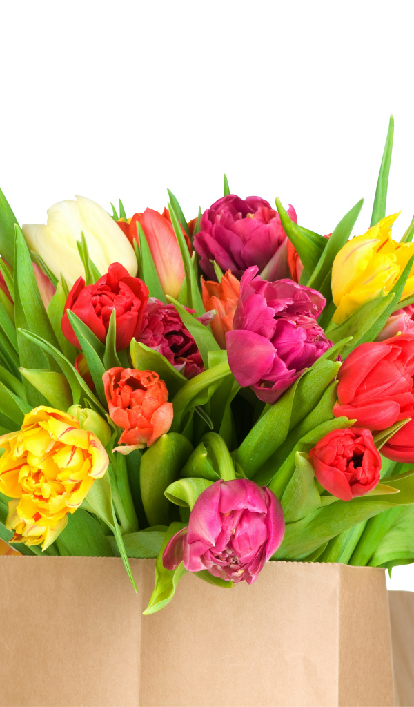 Огромный букет тюльпанов на белом фоне
