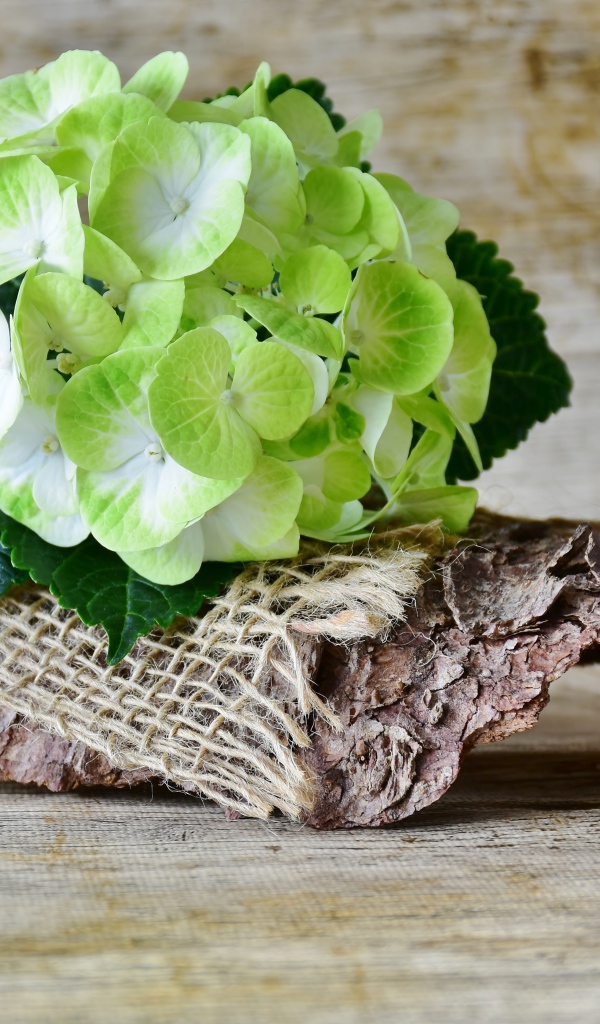 Цветок гортензии лежит с корягой на столе