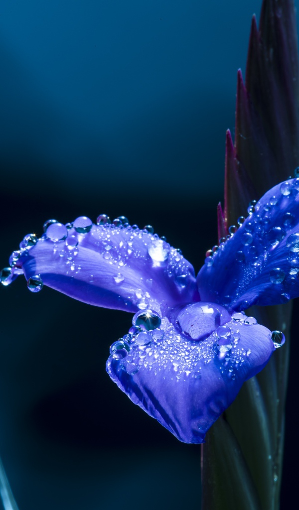 Цветок ириса в каплях росы крупным планом