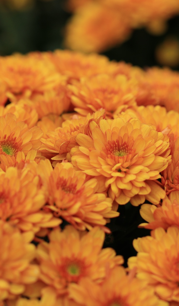 Большой букет оранжевых хризантем крупным планом 