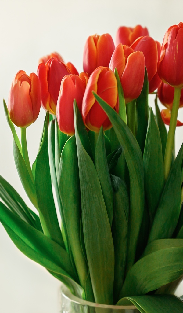 Большой букет красных тюльпанов в вазе на белом фоне