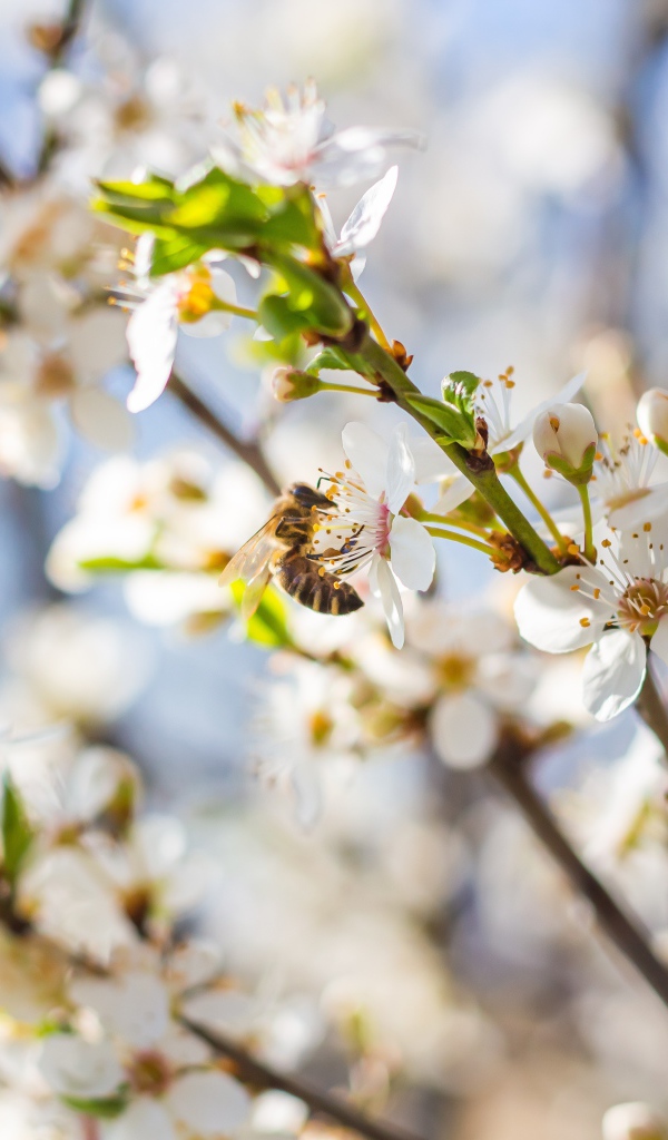 Большая вишневая ветка с белыми цветами