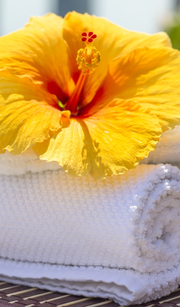 Большой цветок гибискуса с белыми полотенцами