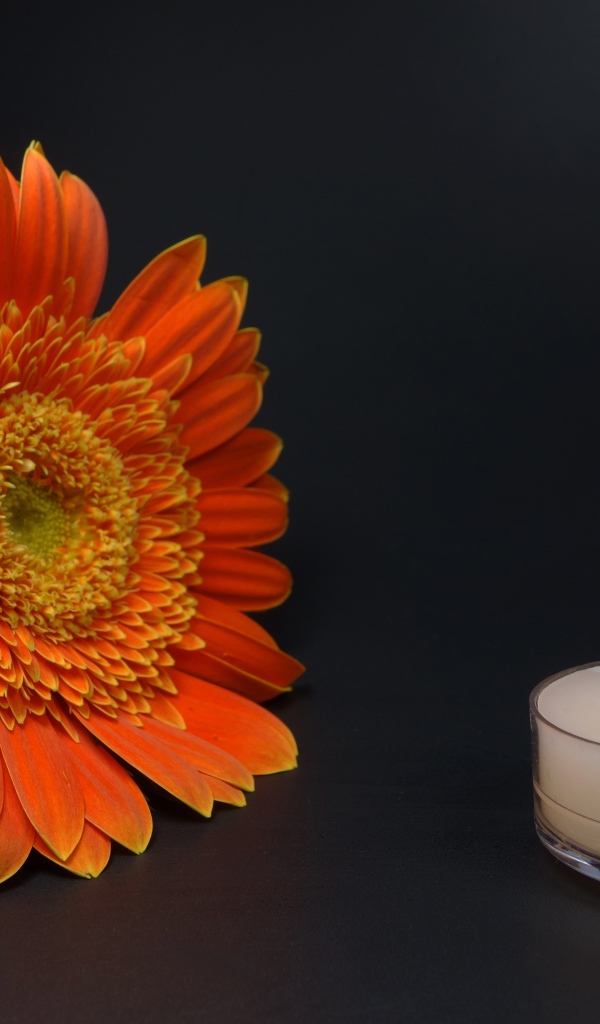 Большой оранжевый цветок герберы с зажженной свечой