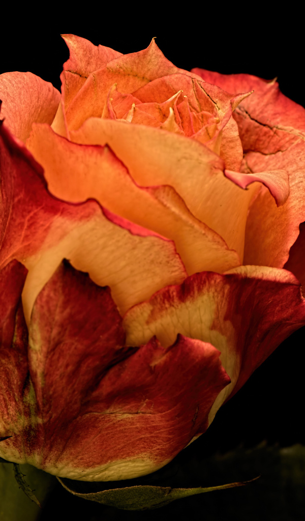 Большая оранжевая роза на черном фоне 