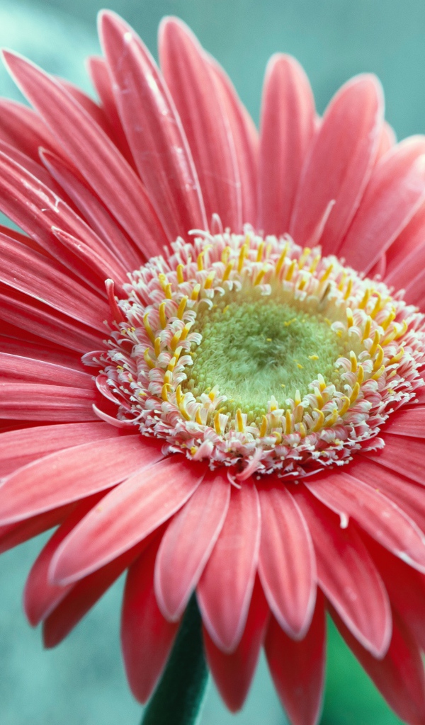 Большой розовый цветок герберы крупным планом 