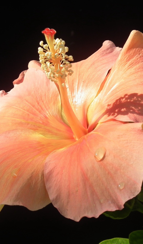 Большой розовый гибискус с бутонами на черном фоне