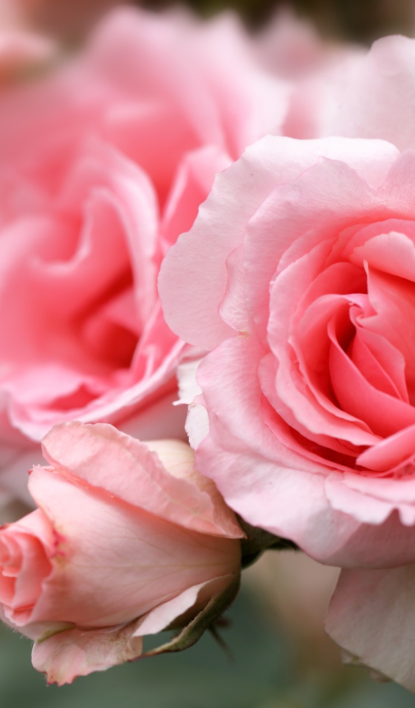 Крупная розовая роза с бутонами на клумбе