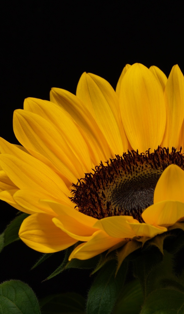 Большой подсолнух с желтыми лепестками на черном фоне