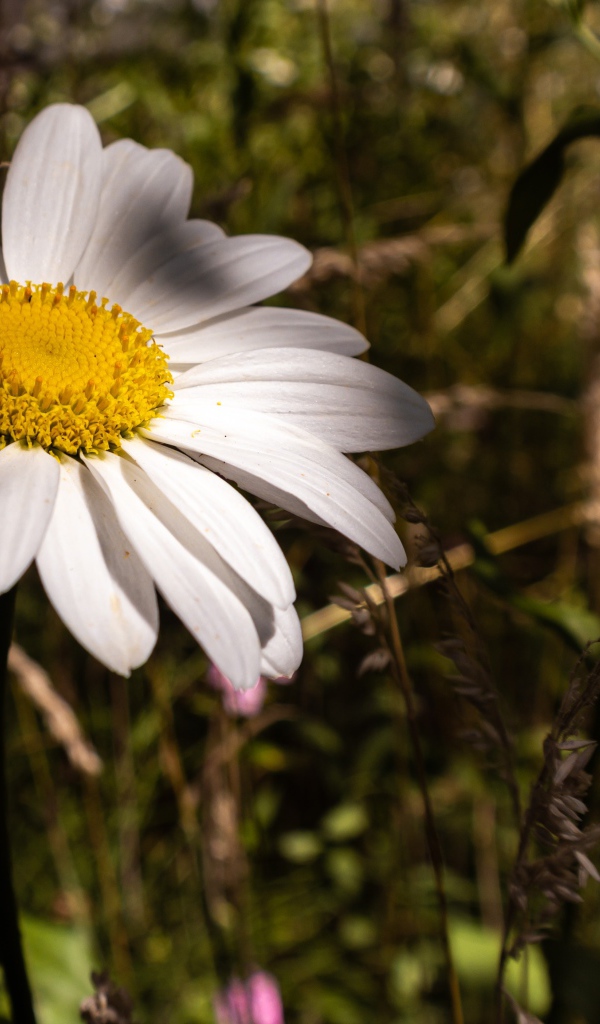 Крупный белый цветок ромашки
