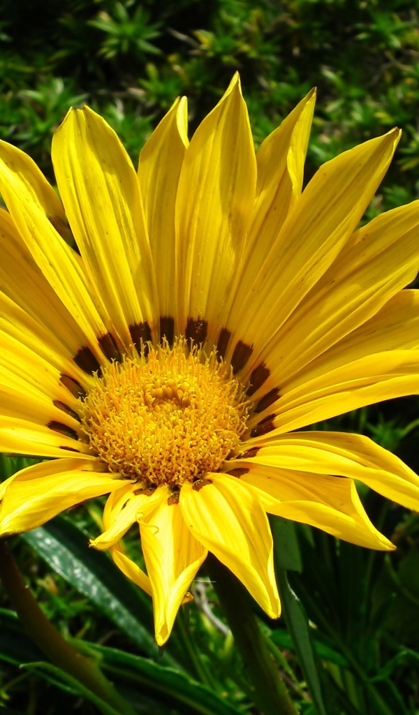 Крупный  желтый цветок газания на клумбе