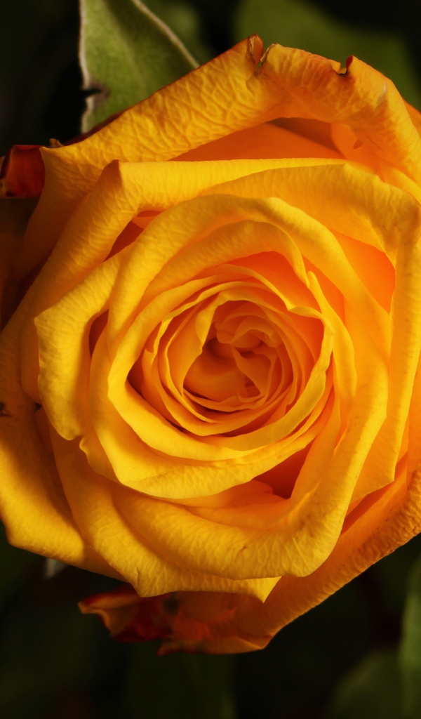 Крупная желтая роза  вблизи 