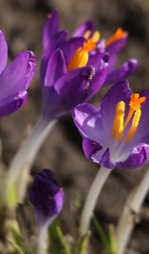 Сиреневые цветы крокуса с желтой серединкой крупным планом