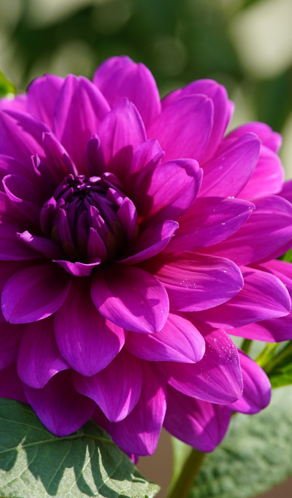 Сиреневый цветок георгина крупным планом